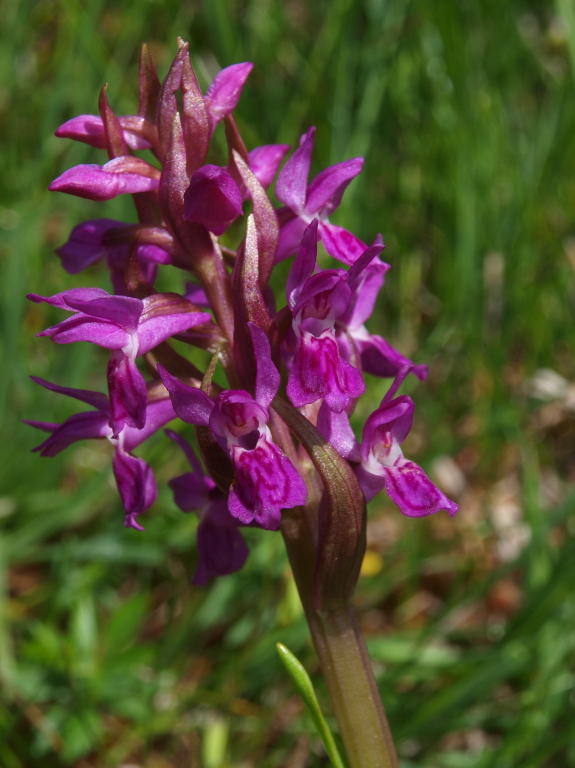 Dal Cadore 4 - Dactylorhiza sambucina